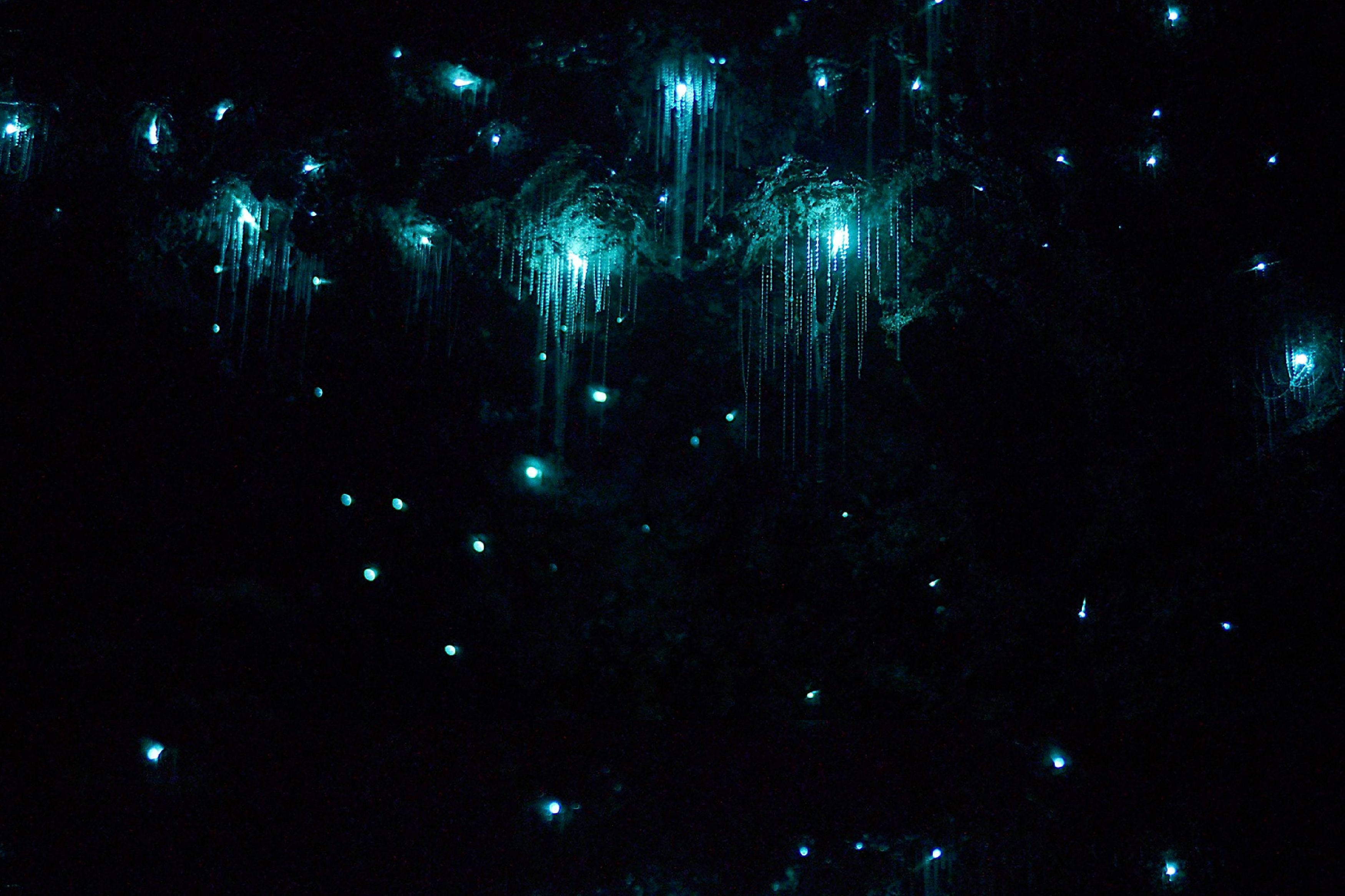Glow Worm Cave Tamborine Mountain